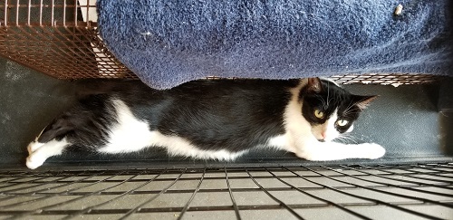 Pregnant Cat